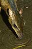 Musk deer drinking water Tragulus javanicus, Tragulidae Zoological garden, Copenhagen   mammals 