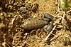 Scorpion from Madagascar Scorpionida Berenty Madagascar Africa spiders 