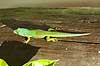 Green Day gecko Phelsuma madagascararensis Périnet NP (Parc National d Andasibe-Mantadia NP) Madagascar Africa reptiles 