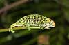Chameleon from Madagascar Furcifer campani, Chamaeleonidae Marozevo Madagascar Africa reptiles 
