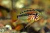 Sydamerikansk dværgcichlide, han Apistogramma viejita    fish aquarium fish tank