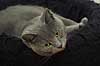 Domestic cat Felis catus, Felidae    mammals pets house cats duchesne