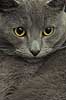 Domestic cat Felis catus, Felidae    mammals pets house cats duchesne