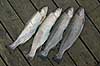 Trouts Salmo gairdneri  Sweden Europe fish sports fishing angling