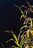 Grass Glyceria spec.    plants 