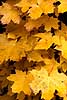 Autumn leaf Acer platanoides    plants 
