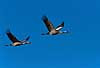 Cranes flying to the dansing place Grus grus, Gruidae Lake Hornborga Sweden Europe birds 