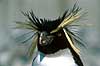 Penguin Eudyptes crestatus, Spheniscidae Copenhagen ZOO   birds 