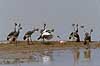 Southern Crowned Cranes investigating sick flamingo Balearica regulorum, Gruidae Ngorongoro NP Tanzania Africa birds 