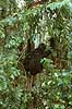 Mountain gorilla (female with baby in rain) Gorilla gorilla beringei, Pongidae Bwindi NP Uganda Africa mammals 