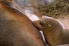 Californian sealion Zalophus californianus, Otariidae Galapagos Equador South america mammals 