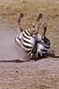 Common zebra, Burchells zebra Equus burchelli, Equidae Ngorongoro NP Tanzania Africa mammals 