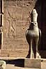 Horus Tempel, Statue of Horus  Edfu Egypt Africa  sights