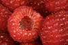 Rubus idaeus    plants fruits food