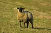  Ovis aries Herstedhøje / Vestskoven / Herstedøster   mammals wool farm animals farming