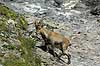  Capra ibex The Alps / Kandersteg Switzerland Europe mammals 