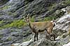  Capra ibex The Alps / Kandersteg Switzerland Europe mammals 