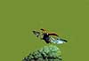 Ladybeetle flying Adalia bipunctata    insects vings summer
