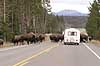  Bison bison Yellowstone National Park / Wyoming USA North america mammals 