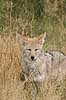  Canis latrans Yellowstone National Park / Wyoming USA North america mammals 