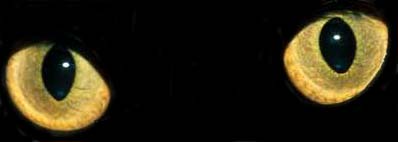 Eyes.jpg (8353 bytes)
