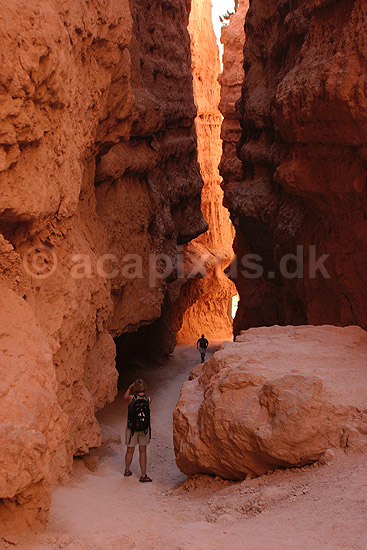 Bryce Canyon National Park. En canyon imellem eroderede sandstensformationer, hoodoos, i Bryce Amphitheater i Bryce Canyon National Park; ; Bryce Canyon National Park / Wyoming; USA; Nord Amerika; ; Bjerge, nationalparker, floder, sandsten, erosion