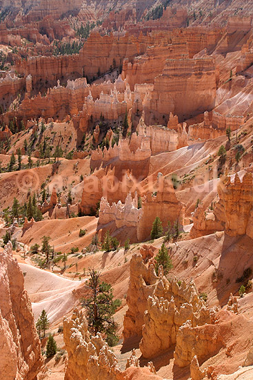 Bryce Canyon National Park. Eroderede sandstensformationer, hoodoos, i Bryce Amphitheater i Bryce Canyon National Park; ; Bryce Canyon National Park / Wyoming; USA; Nord Amerika; ; Bjerge, nationalparker, floder, sandsten, erosion
