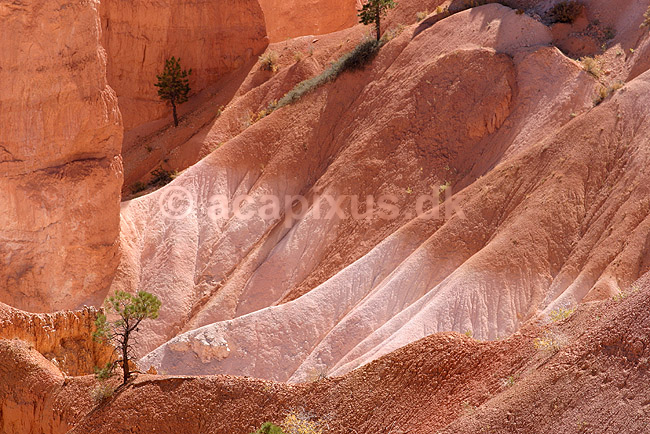 Bryce Canyon National Park. Eroderede sandstensformationer i Bryce Amphitheater i Bryce Canyon National Park; ; Bryce Canyon National Park / Wyoming; USA; Nord Amerika; ; Bjerge, nationalparker, floder, sandsten, erosion