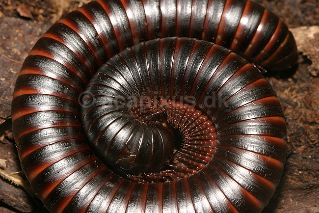 K�mpetusindben; Acrispirostreptus gigas; ; ; ; spindlere; 