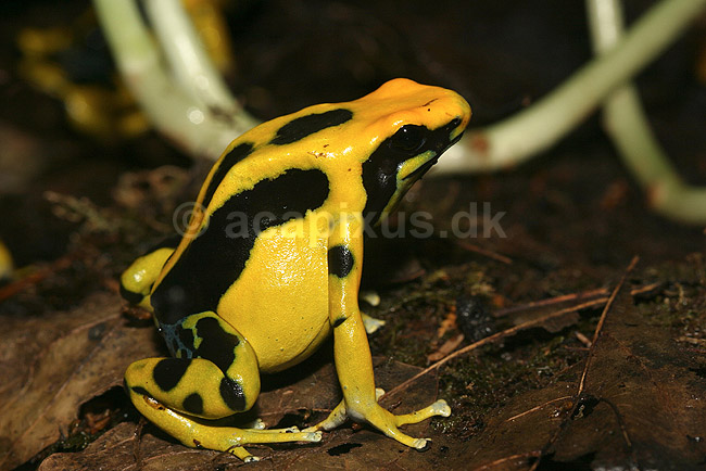 Giftfr�. Flerfarvet giftfr�; Dendrobates tinctorius; ; ; ; padder; Springpadder, Anura, Padder, Amphibia, �gte fr�er, Ranidae