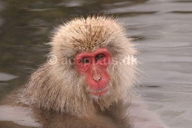 Makaker. Japansk makak abe der varmer sig i Kanbayashi Spa onsen i Jigokudani Yaen-Koen; Macaca fuscata; Jigokidani Yaen-Koen / Yudanaka; Japan; Asien; pattedyr; Marekatte, Cercopithecidae, Primater, Primata, dyre adf�rd, badning, varme bade, renlighed, aber