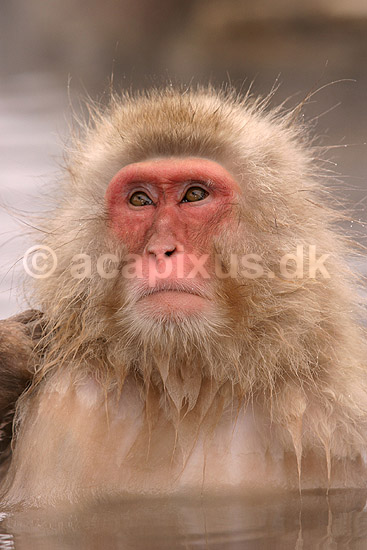 Makaker. Japansk makak abe der varmer sig i Kanbayashi Spa onsen i Jigokudani Yaen-Koen; Macaca fuscata; Jigokidani Yaen-Koen / Yudanaka; Japan; Asien; pattedyr; Marekatte, Cercopithecidae, Primater, Primata, dyre adf�rd, badning, varme bade, renlighed, aber