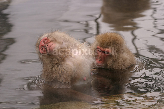 Makaker. Japanske makak aber der pusler hinandens pels i Kanbayashi Spa onsen i Jigokudani Yaen-Koen; Macaca fuscata; Jigokidani Yaen-Koen / Yudanaka; Japan; Asien; pattedyr; Marekatte, Cercopithecidae, Primater, Primata, dyre adf�rd, badning, varme bade, renlighed, aber