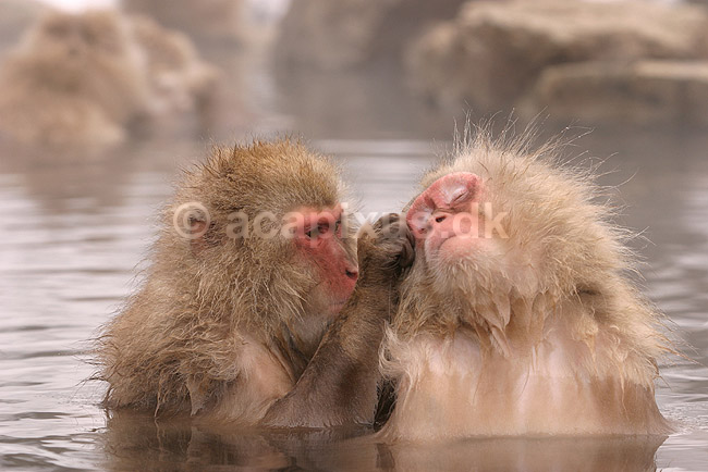 Makaker. Japanske makak aber der pusler hinandens pels i Kanbayashi Spa onsen i Jigokudani Yaen-Koen; Macaca fuscata; Jigokidani Yaen-Koen / Yudanaka; Japan; Asien; pattedyr; Marekatte, Cercopithecidae, Primater, Primata, dyre adf�rd, badning, varme bade, renlighed, aber