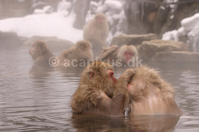 Makaker. Japanske makak aber der pusler hinandens pels i Kanbayashi Spa onsen i Jigokudani Yaen-Koen; Macaca fuscata; Jigokidani Yaen-Koen / Yudanaka; Japan; Asien; pattedyr; Marekatte, Cercopithecidae, Primater, Primata, dyre adf�rd, badning, varme bade, renlighed, aber