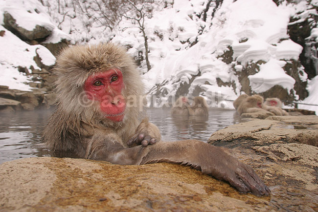 Makaker. Japansk makak abe der varmer sig i Kanbayashi Spa onsen i Jigokudani Yaen-Koen; Macaca fuscata; Jigokidani Yaen-Koen / Yudanaka; Japan; Asien; pattedyr; Marekatte, Cercopithecidae, Primater, Primata, dyre adf�rd, badning, varme bade, renlighed, aber