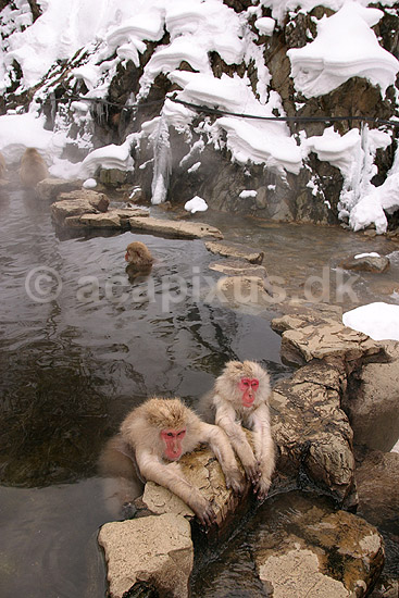 Makaker. Japanske makak aber der pusler hinandens pels i det lune vand i Kanbayashi Spa onsen i Jigokudani Yaen-Koen; Macaca fuscata; Jigokidani Yaen-Koen / Yudanaka; Japan; Asien; pattedyr; Marekatte, Cercopithecidae, Primater, Primata, dyre adf�rd, badning, varme bade, renlighed, aber