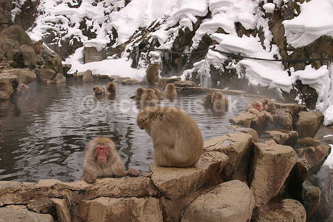 Makaker. Japanske makak aber der pusler hinandens pels i det lune vand i Kanbayashi Spa onsen i Jigokudani Yaen-Koen; Macaca fuscata; Jigokidani Yaen-Koen / Yudanaka; Japan; Asien; pattedyr; Marekatte, Cercopithecidae, Primater, Primata, dyre adf�rd, badning, varme bade, renlighed, aber