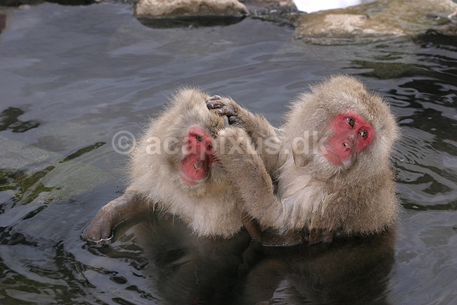 Makaker. Japanske makak aber der pusler hinandens pels i det lune vand i Kanbayashi Spa onsen i Jigokudani Yaen-Koen; Macaca fuscata; Jigokidani Yaen-Koen / Yudanaka; Japan; Asien; pattedyr; Marekatte, Cercopithecidae, Primater, Primata, dyre adf�rd, badning, varme bade, renlighed, aber
