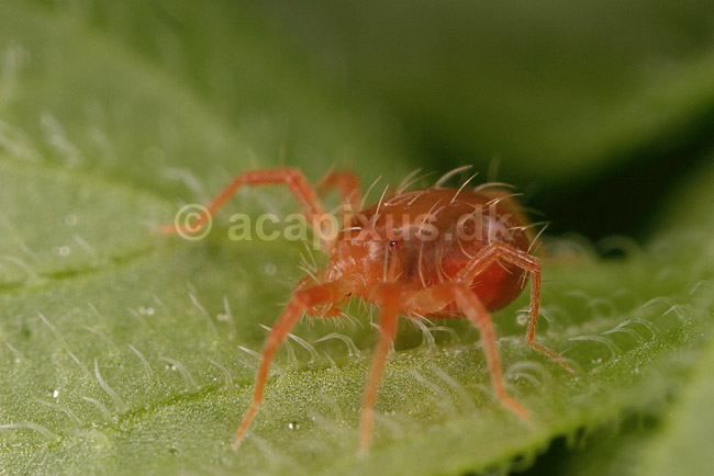 Jordmide. R�d jordmide p� blad; Evt Trombidium holosericeum; ; ; ; spindlere; Mider, Acarina, Arachnida, jordmider, Trombiidae