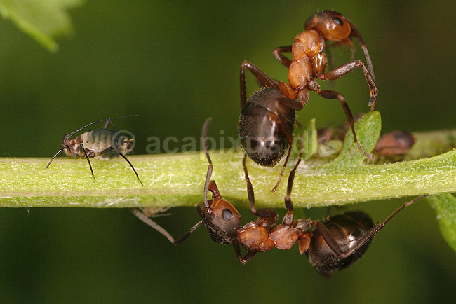 R�d Skovmyrer. R�d skovmyrer passer koloni af bladlus; Formica rufa; ; ; ; insekter; Aphidoidea, skadedyr, Homoptera, Formicidae, myrer, commensalisme, �revingede,  Hymenoptera, honningdug, symbiose
