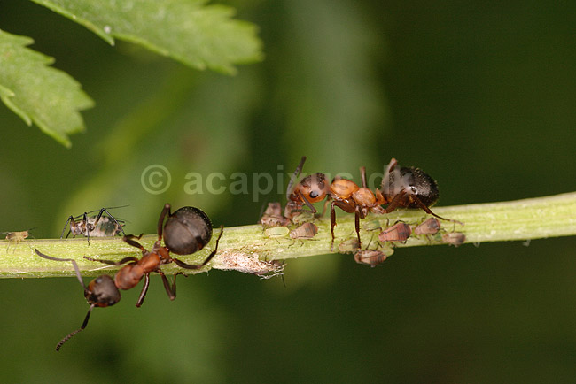 R�d Skovmyrer. R�d skovmyrer passer koloni af bladlus; Formica rufa; ; ; ; insekter; Aphidoidea, skadedyr, Homoptera, Formicidae, myrer, commensalisme, �revingede,  Hymenoptera, honningdug, symbiose