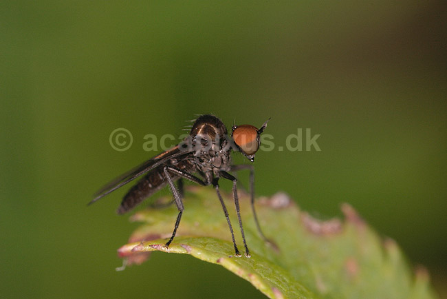 Rovflue. ; ; ; ; ; insekter; Stiletfluer, Therevidae, Fluer