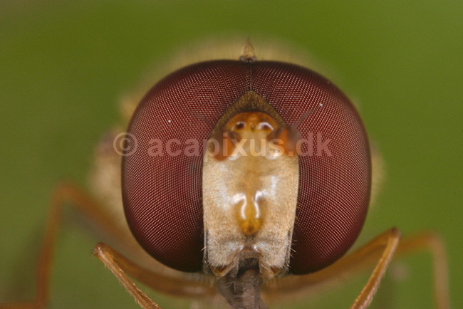 Svirreflue. Svirreflue �der affald p� blad af blommetr�; Episyrphus balteatus; Tisvilde; ; ; insekter; Svirrefluer, sv�vefluer, Syrphidae, Tovinger, Diptera, komposit�jne, insekt�je, Fluer