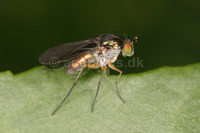 Stylteflue. Stylteflue p� blad; Dolichopus spec; Tisvilde; ; ; insekter; Styltefluer, Dolichopodidae, Tovinger, Diptera, Fluer