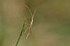  Chorosoma schillingi F�rup   insects 