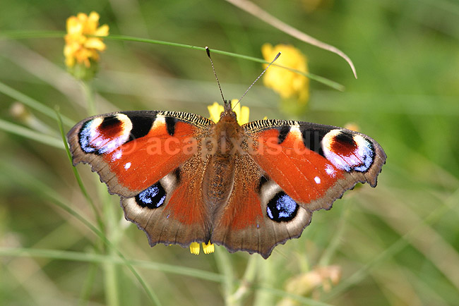 Dagp�fugle�je. Dagp�fugle�je s�ger nektar p� blomst; Inachis io; F�rup; ; ; insekter; Sommerfugle, Lepidoptera, Takvinge-familien, takvinger, Nymphalidae