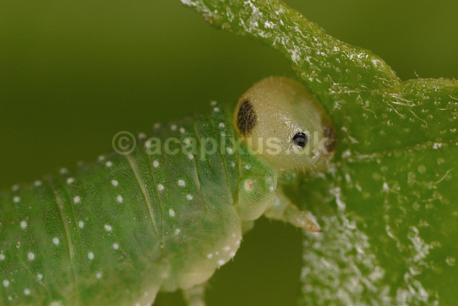 Sommerfuglelarve. Sommerfuglelarve der �der af blad; ; Tisvilde; ; ; insekter; Sommerfugle, Lepidoptera, Metaphogenese, forvandling, larver
