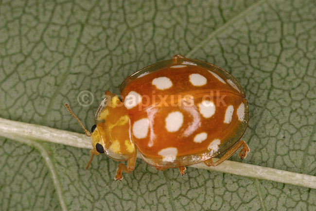 16-plettet marieh�ne. 16-plettet marieh�ne p� birketr�; Halyzia sedecimguttata; Tisvilde; ; ; insekter; Marieh�ns, Cocconilidae, Biller, Coleoptera, sekstenplettet