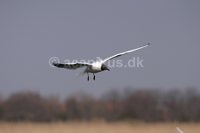 H�ttem�ge. H�ttem�ge flyver over Utterslev Mose; Larus ridibundus; Utterslev Mose; ; ; fugle; M�gefugle, Laridae, Charadriiformes, flyvning, fugleflugt, vingeslag